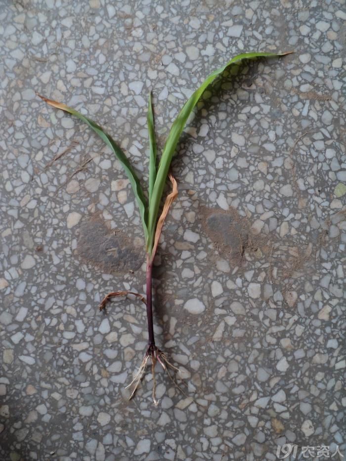 粮食作物玉米黄叶帮忙鉴定下是虫是病