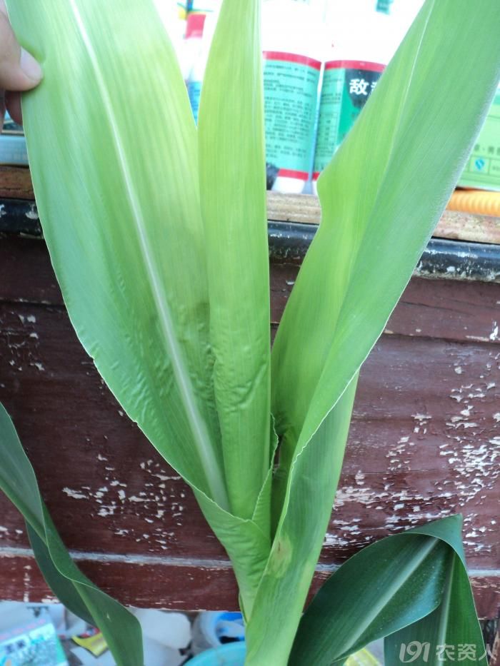 [问题求解]玉米白心,歪头是什么病