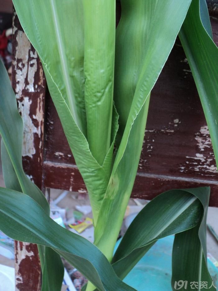 [问题求解]玉米白心,歪头是什么病