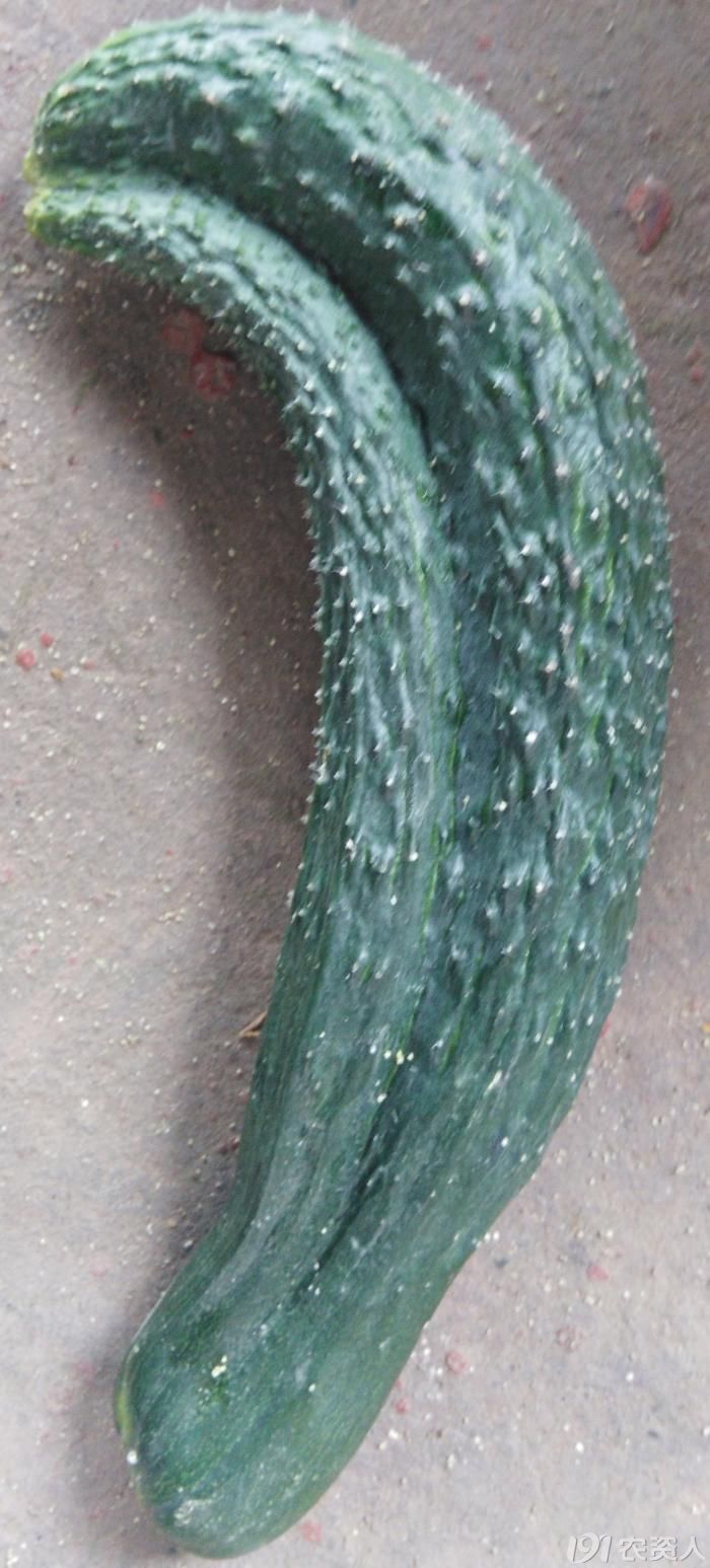 黄瓜双胎果