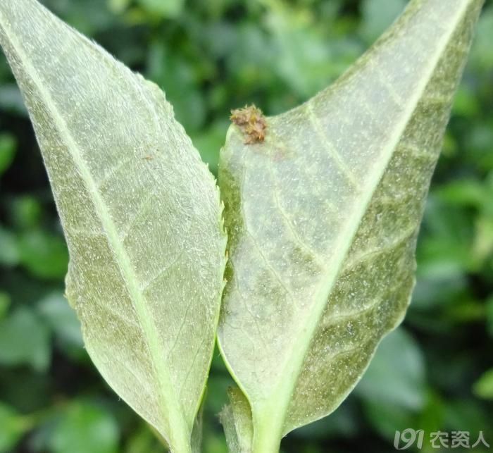 茶叶螨类危害不可忽视