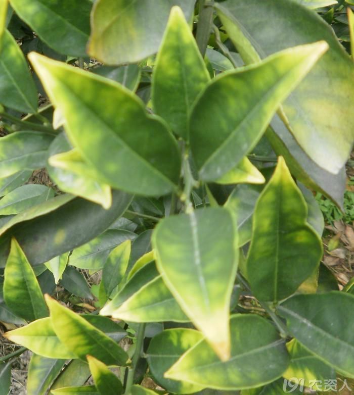 柑橘缺镁,缺锌严重