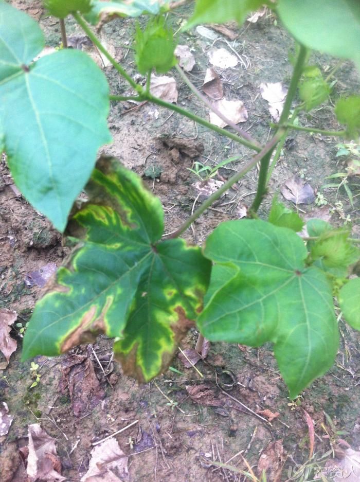 [时下提醒]棉花枯萎病发生与防治