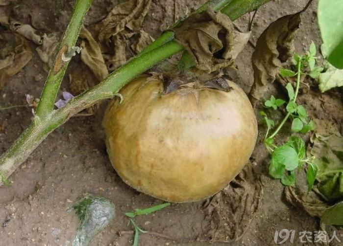 茄子软腐病的病原及防治