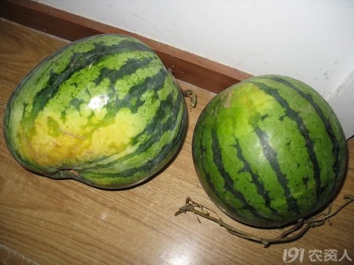 一起聊聊西瓜畸形果