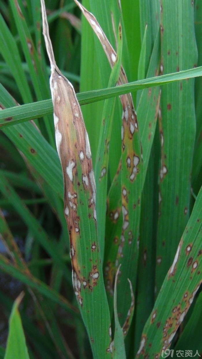[粮食作物]稻瘟病防控措施与实例见证.