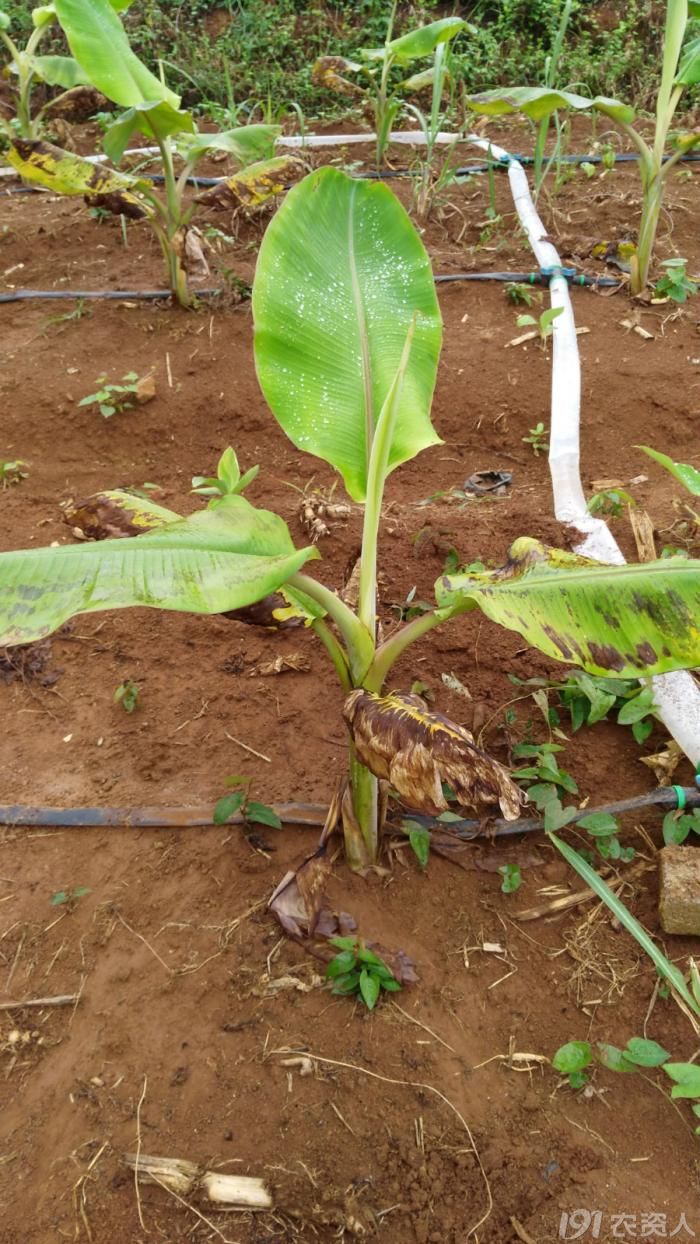 紧急求助各路高手看看是不是乙草胺药害