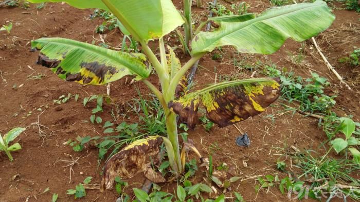 紧急求助各路高手看看是不是乙草胺药害