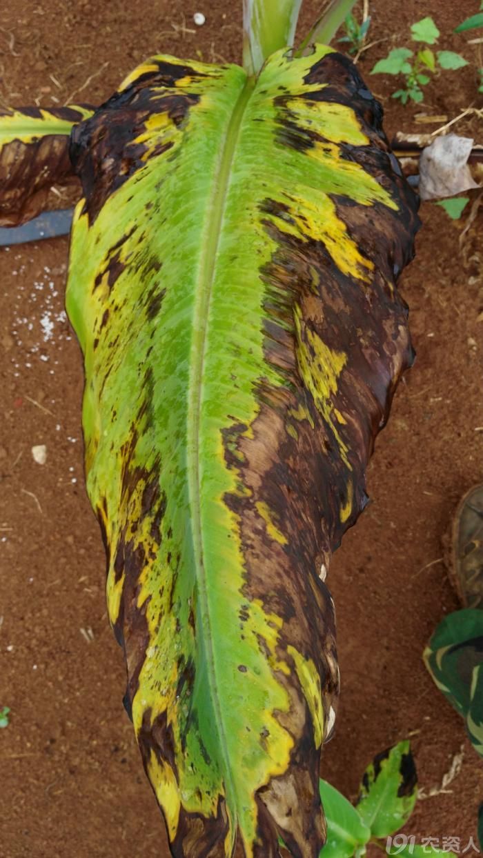 紧急求助各路高手看看是不是乙草胺药害