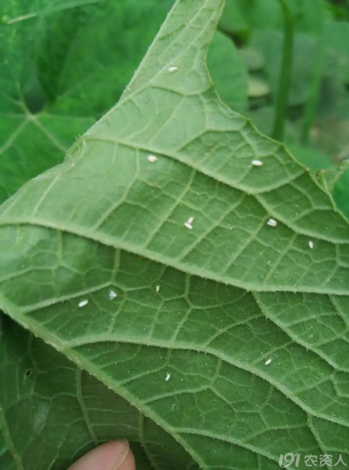白粉虱还是烟粉虱?