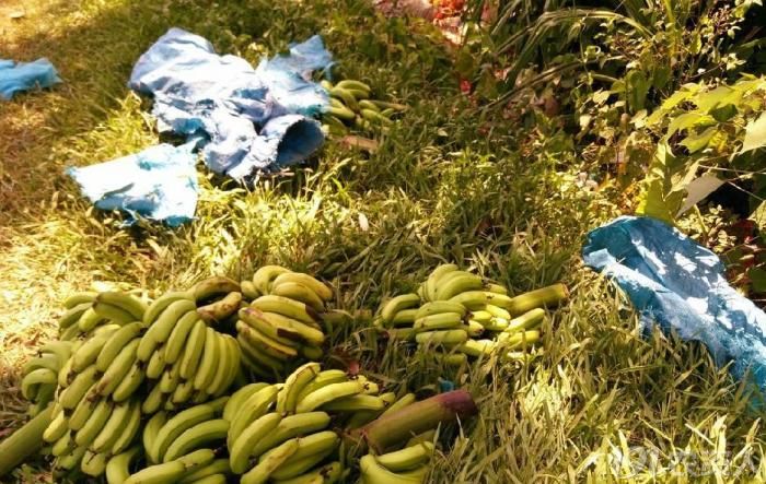 香蕉3毛一斤水果滞销大军来新人了