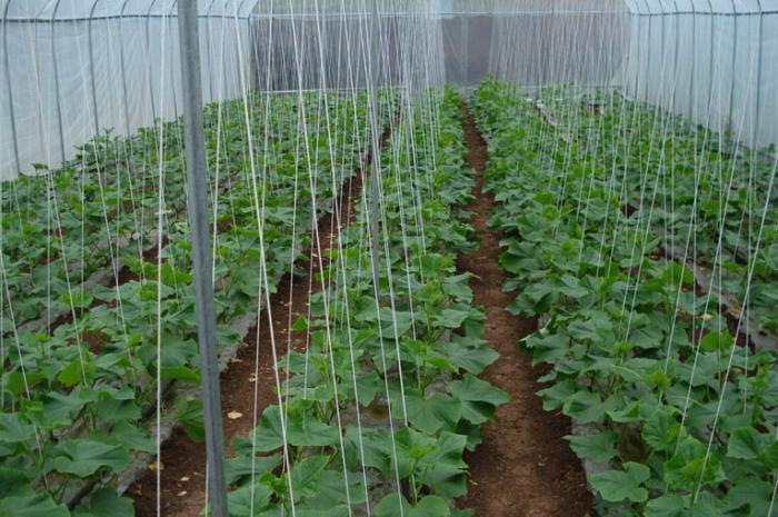 温室大棚简易滴灌技术