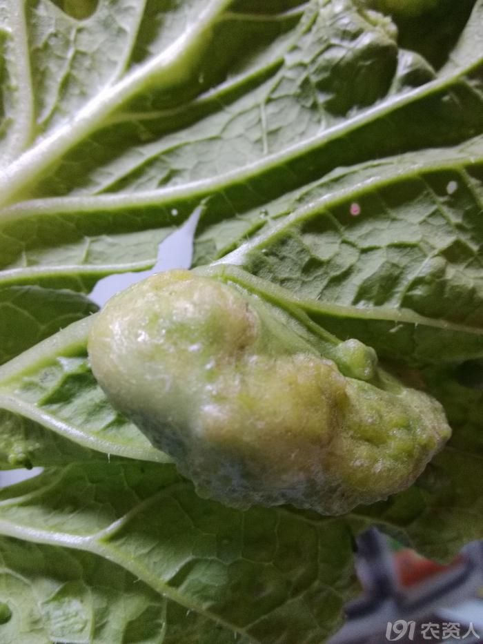 大白菜得了癌症,你们见过吗?