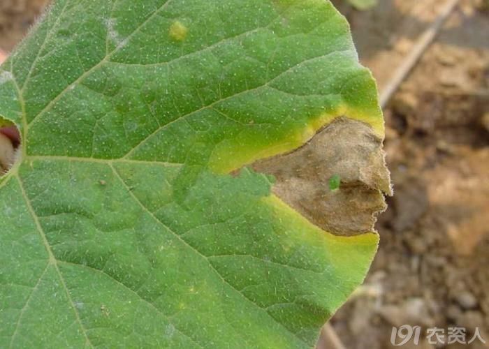 南瓜蔓枯病的发生与防治