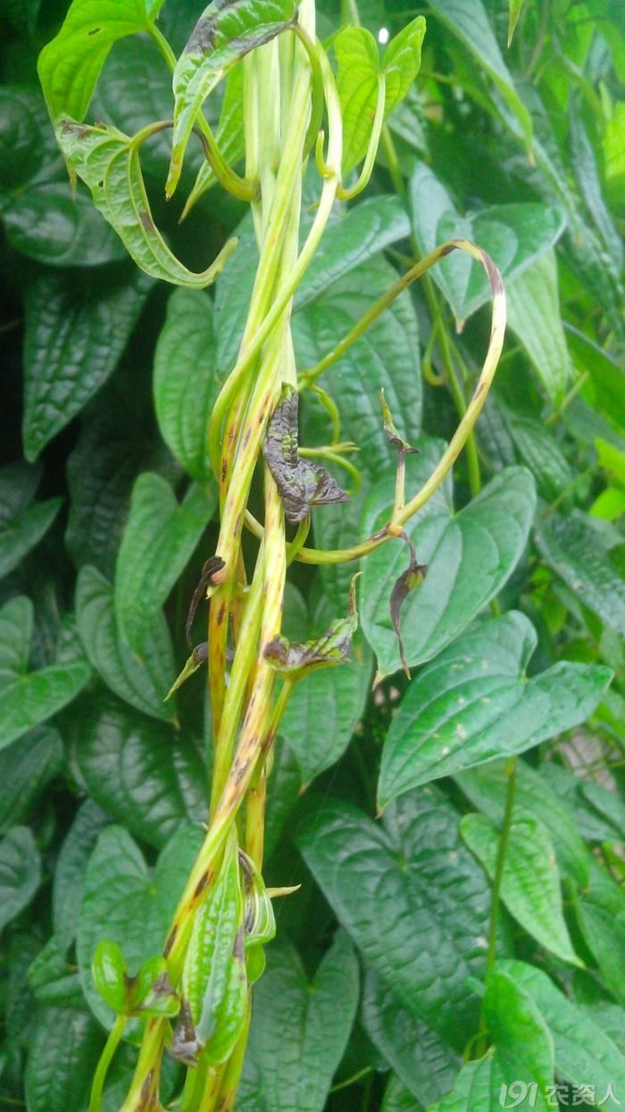 这山药什么病有图有真相