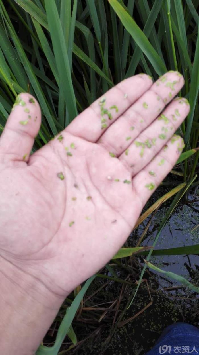 水稻杀虫剂米桂10吡蚜酮40异丙威在防治水稻稻飞虱上的应用效果展