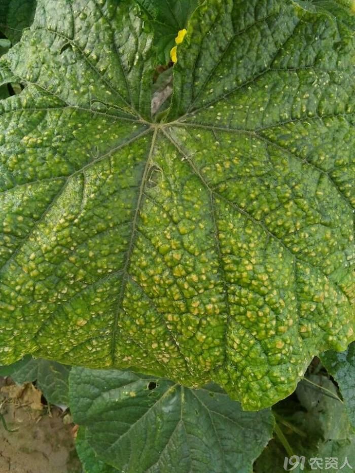 谈谈【黄瓜黄点病】(靶斑病)