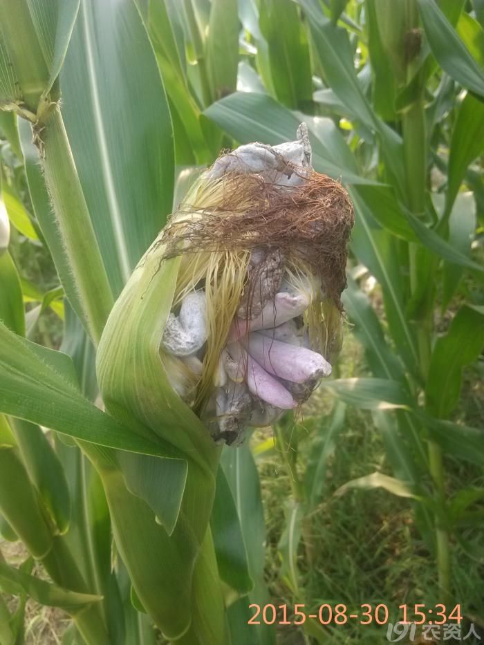 玉米瘤黑粉病