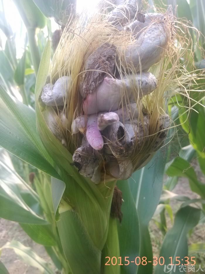 玉米瘤黑粉病
