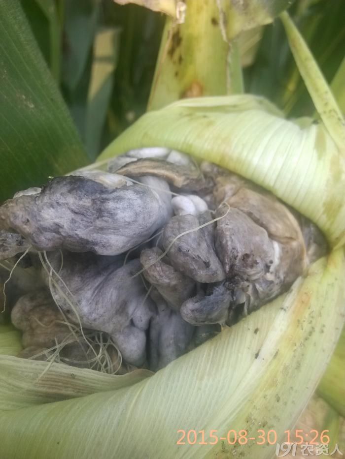 玉米瘤黑粉病