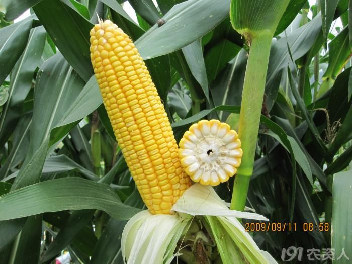 国审蠡玉37全国独家运营商鲲玉种业