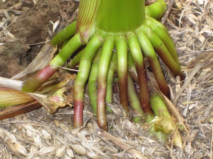 国审蠡玉37全国独家运营商鲲玉种业