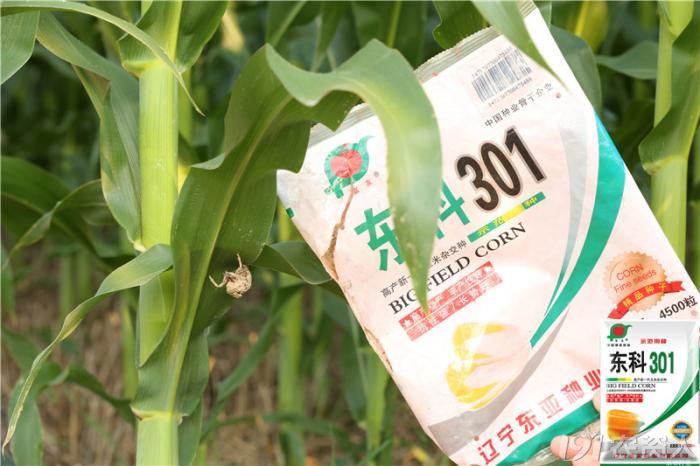 东科301的实际大田表现山东曹县篇