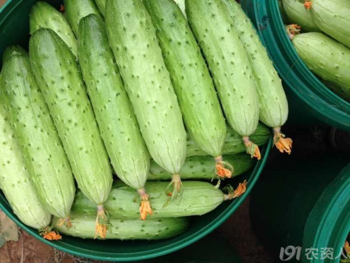 四季丰短条旱黄瓜全程直播每5天更新一次