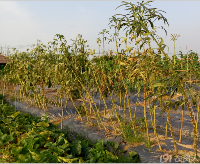 黄秋葵新品种(种植技术)