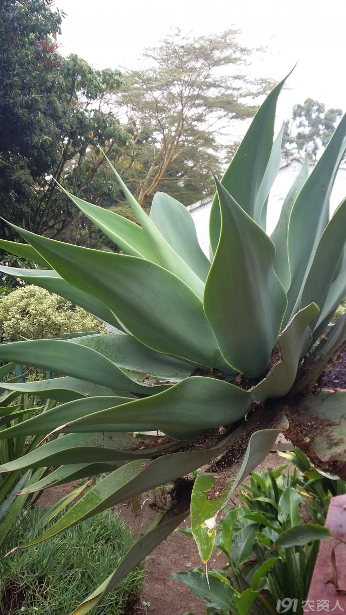 爱问可爱的伞状植物