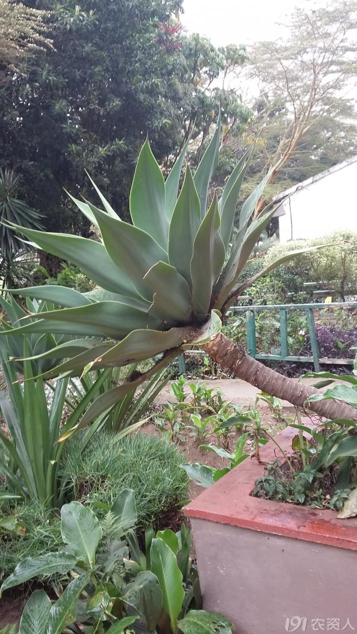 爱问可爱的伞状植物