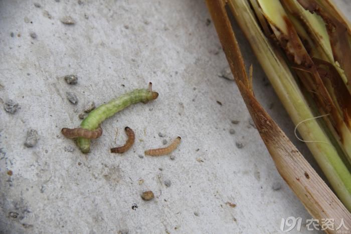 【知客】认识大螟幼虫