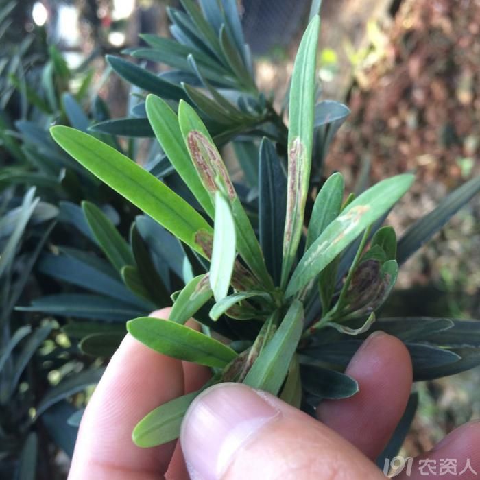 罗汉松:请问各位大师这是什么病虫害?怎么引起?怎么治疗?谢谢!