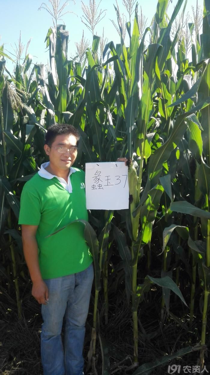 2015年国审独家蠡玉37在河北各地表现