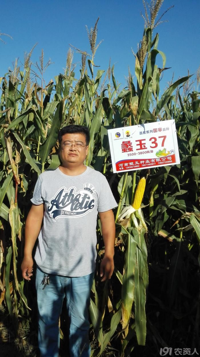 2015年国审独家蠡玉37在河北各地表现