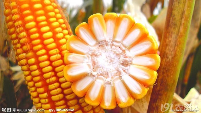怀玉18玉米种子图片