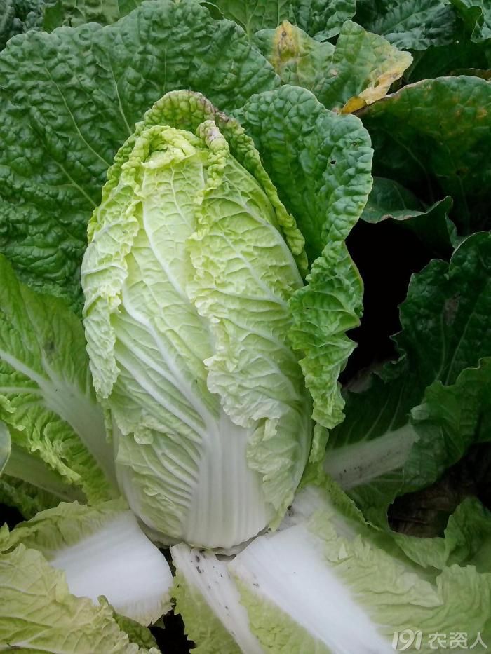 莱州秋白菜