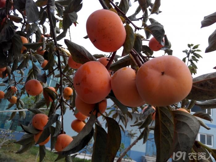 我们小区里的扁柿子,不涩,可以直接吃的.