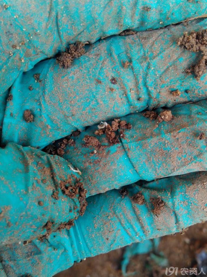 问题求解温室黄瓜里的地蛆