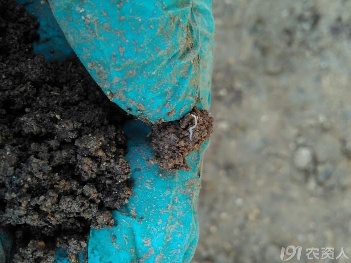 问题求解温室黄瓜里的地蛆