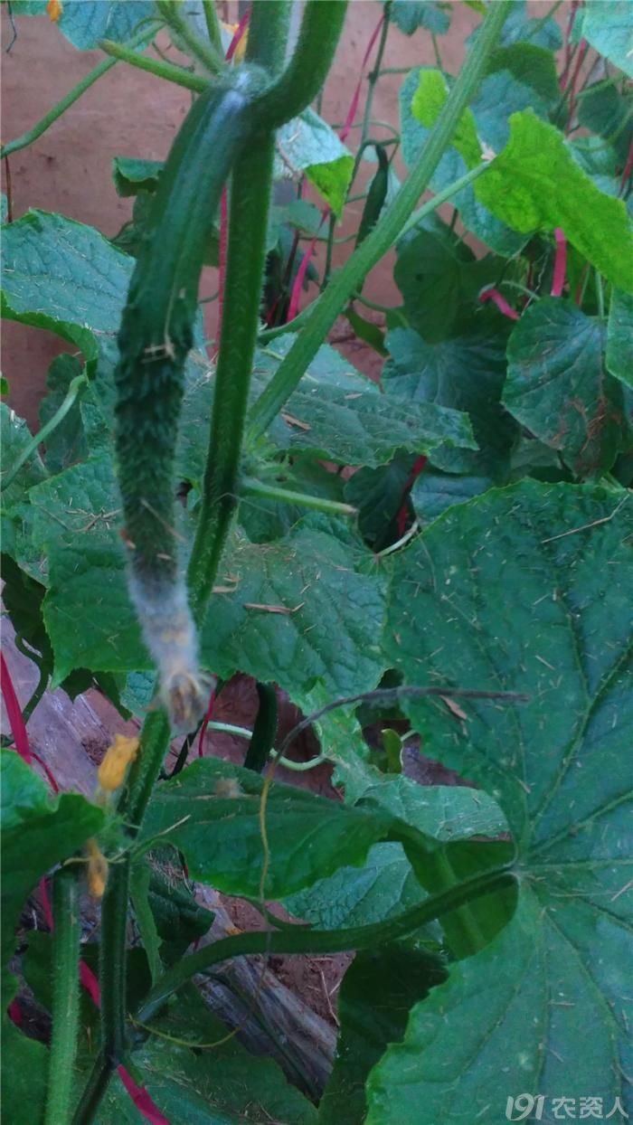 温室黄瓜灰霉病