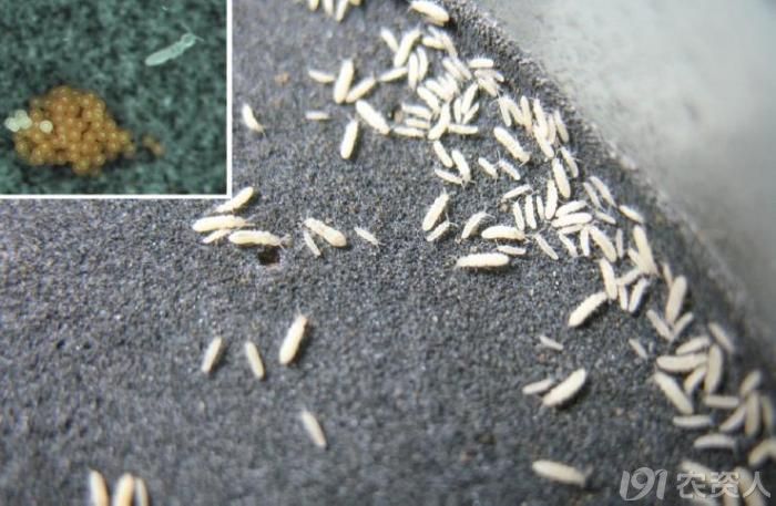 土壤中的"舞蹈明星"