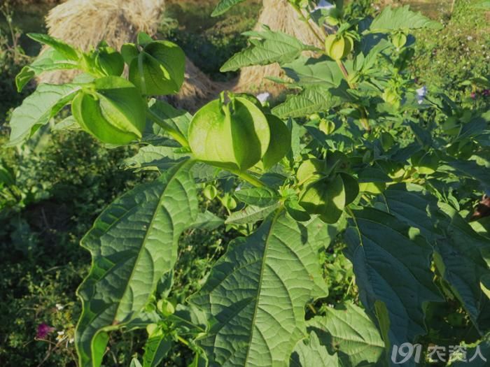 【知客】假酸浆——云南木瓜水之原料