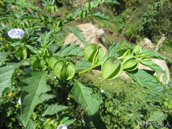 【知客】假酸浆——云南木瓜水之原料