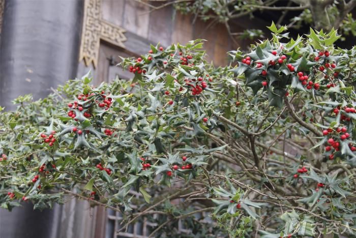 爱问长满红果实叶子长刺的树