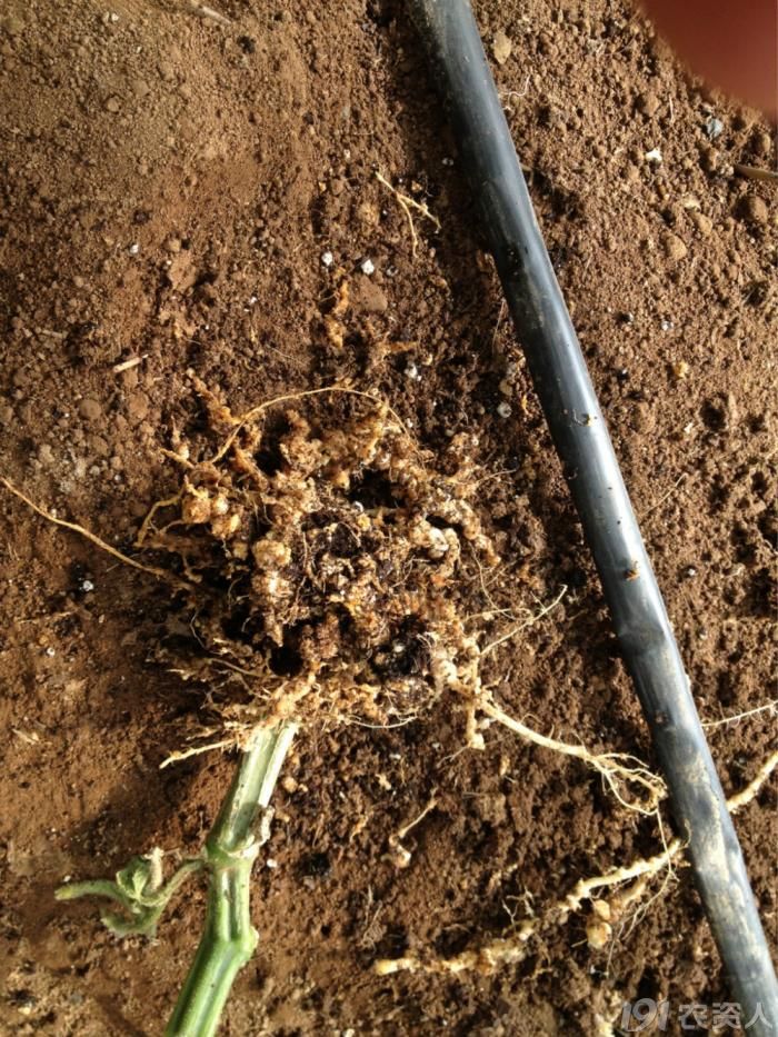 黄瓜根结线虫