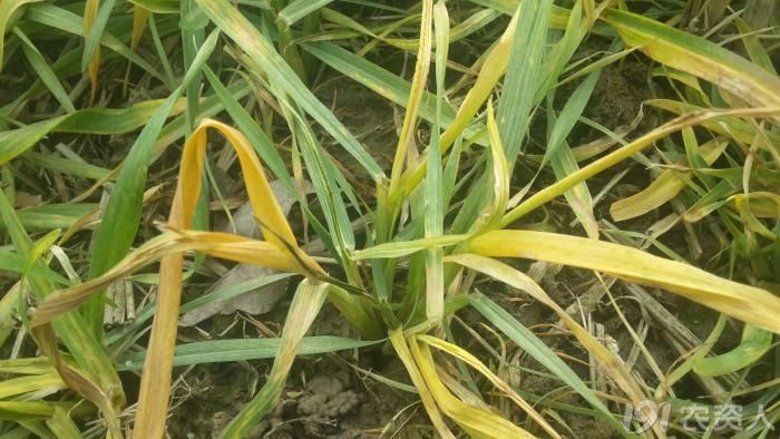 怀疑小麦除草剂药害请教专家高手