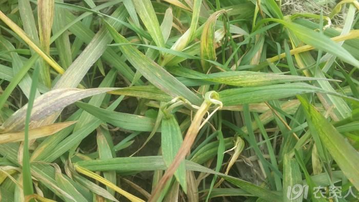 怀疑小麦除草剂药害请教专家高手