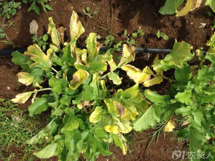 萝卜黑腐病