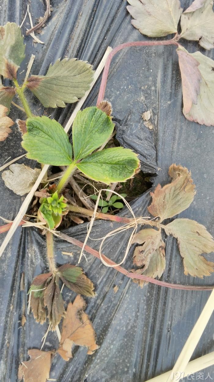 急草莓这是正常吗